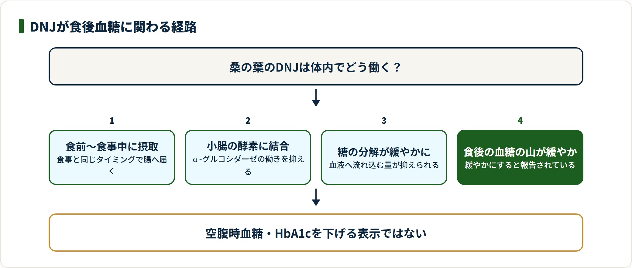 桑の葉に含まれるDNJが、食前の摂取から小腸の酵素への結合を経て食後血糖の上昇を緩やかにすると報告されるまでの4段階を示した図。